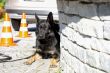 Policajné zabezpečenie ministrov obrán krajín V4