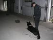 Kurz psovodov a psov na detekciu výbušnín