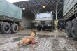 Majstrovstvá Slovenska v špeciálnej kynológii